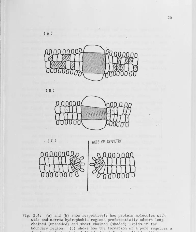 Fig. 2.4: wide and 