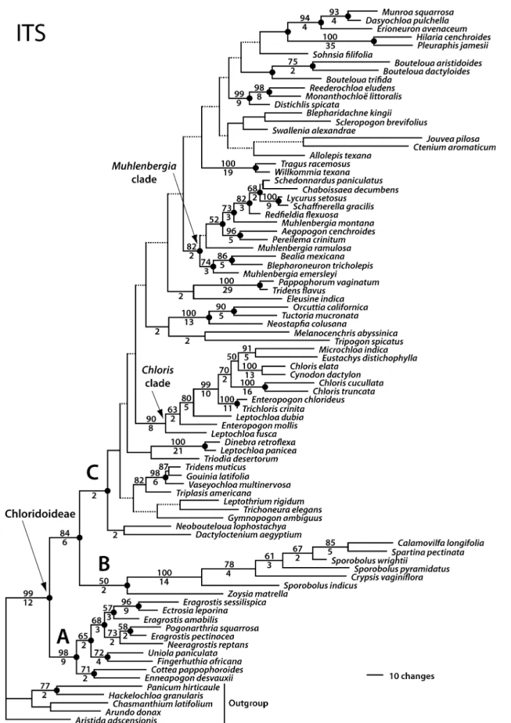 Fig. 3.—One of 17 most parsimonious trees, arbitrarily selected and drawn as a phylogram, resulting from analysis of ITS sequences