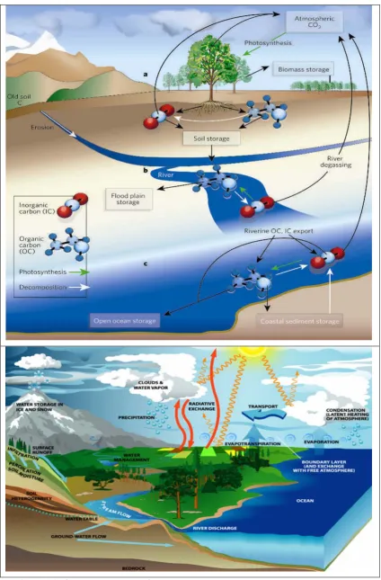 Figure 1.1: Conceptual model of the global carbon (above) and water (below) cycles 