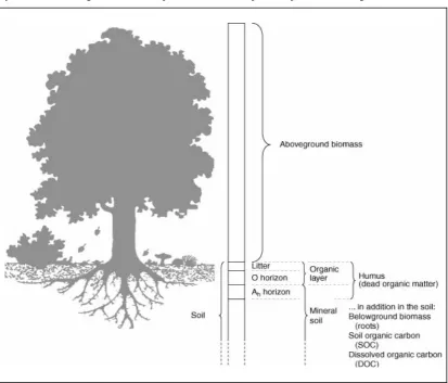 Figure 1.2: The carbon compartments of a terrestrial ecosystem (carbon dynamics) 