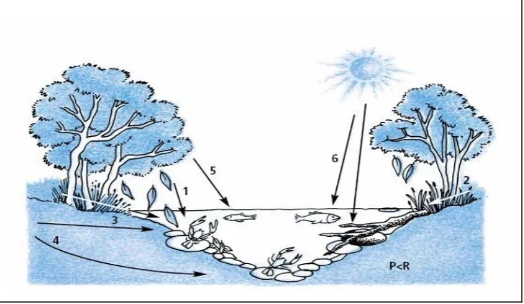 Figure 2.1: Sources of organic carbon inputs to forested rivers 