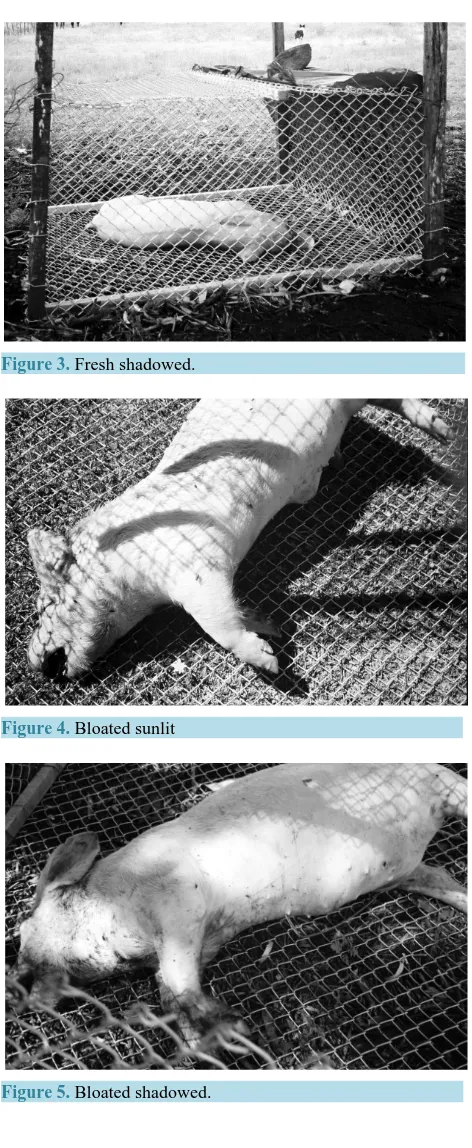 Figure 5. Bloated shadowed.                             