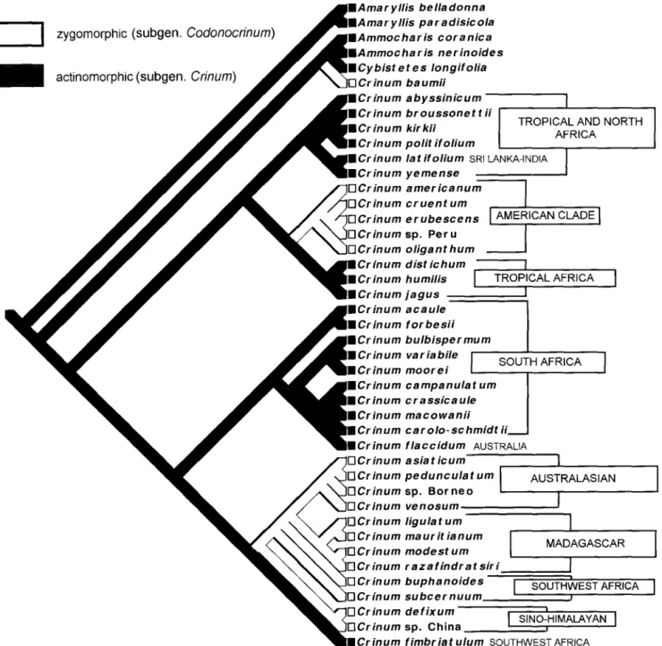 Fig.  4.-Phylogenetic tree derived from  cladistic  analyses of combined chloroplast trnL-F and nuclear ribosomal DNA spacer sequences  across  43  species  of  Crinum  and  related  genera  (Meerow  et  al