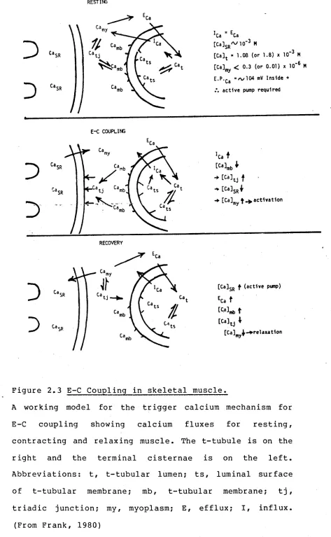 Figure 2.3 E-C Coupling in skeletal muscle.