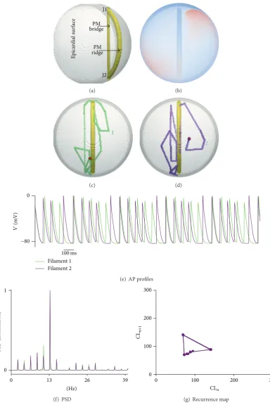 Figure 10: Curved wall bridge with ridge simulations. (a) Epicardial view of the idealised model showing the bridge and the ridge in solidyellow, while the hemispherical atrial wall is shown as translucent