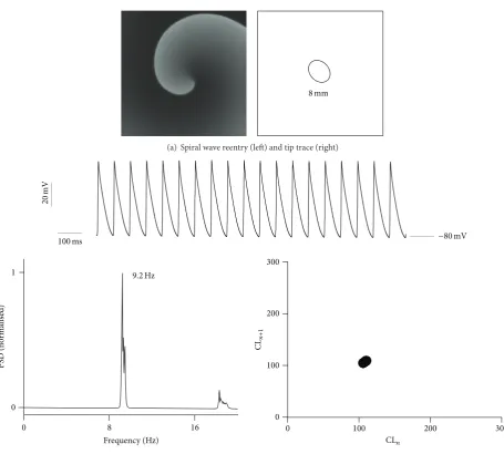 Figure 1: 2D simulation of AF with stationary reentry. (a) Spiral wave reentry (left) with spiral wave tip trace (right)