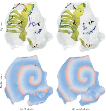 Figure 3: Summary of the anatomical model simulations. Column (a) shows data for clockwise and column (b) shows data for anticlockwiseSW simulations