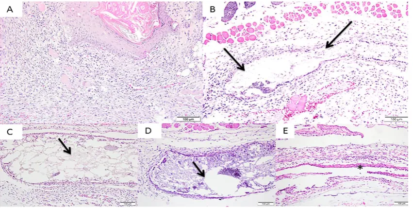 Figure 5 - Photomicrographs of the experimental groups after 7 days of 