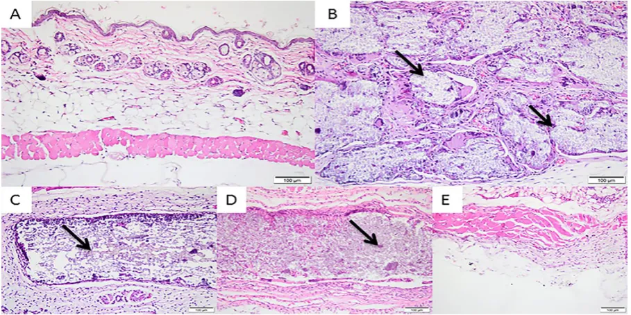 Figure 6 - Photomicrographs of the experimental groups after 30 days of 