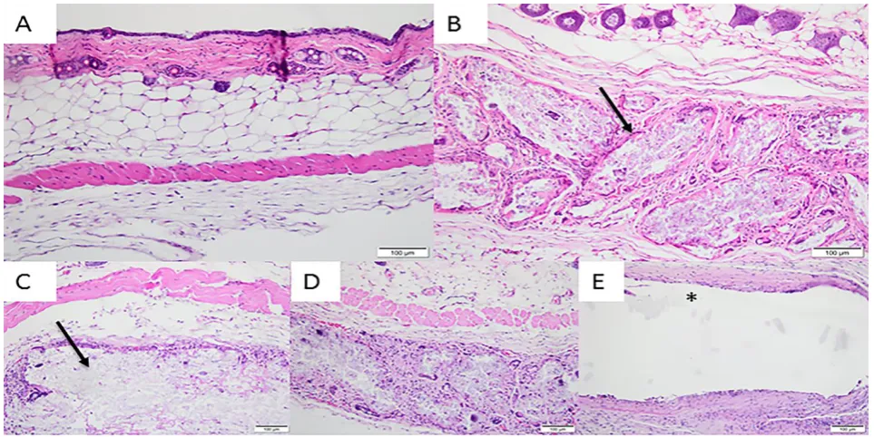Figure 7 - Photomicrographs of the experimental groups after 60 days of 