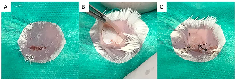 Figure 1 - Sequence of surgical procedures performed. (A). Trichotomy, skin 