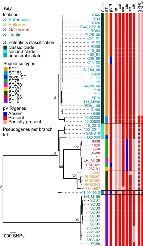 Fig. 1.Chromosome-based phylogenetic relationships. Midpoint-rootedfimbriae; SPI-6 and -19,hits represent two distinct versions at this locus; iii, SPI-19 partial presence isdifferent from classicmaximum-likelihood phylogenetic tree based upon the chromoso
