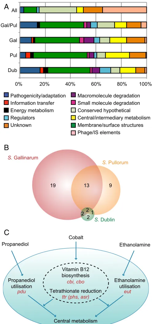 Fig. 2.Functions lost through pseudogene formation. (Pul, Dub, remaining pseudogenes present in all strains ofSthe distribution of metabolic pathway and transport loss betweenSmatic depicting interconnectivity of pseudogene-affected pathways andtransport s