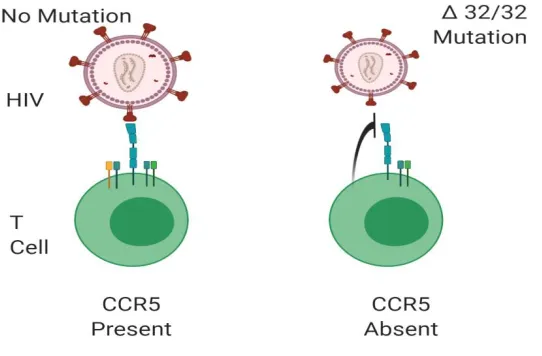 Figure 2 The Absence of CCR5 and the Inhibition of HIV Attachment A mutation of CCR5 causes the receptor to malfunction and become inactive