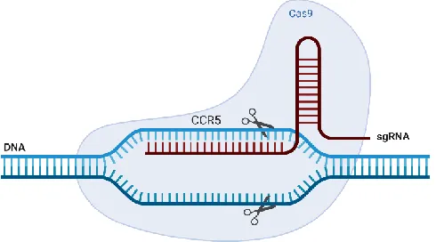 Figure 3 CRISPR Cas9-sgRNA Excision of CCR5 The Cas9 nuclease uses sgRNA as a guide to target the specific CCR5 DNA sequence