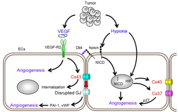 Figure 1. Alteration of GJ function and Cxs expression in ECs under pro-angiogenic stimuli