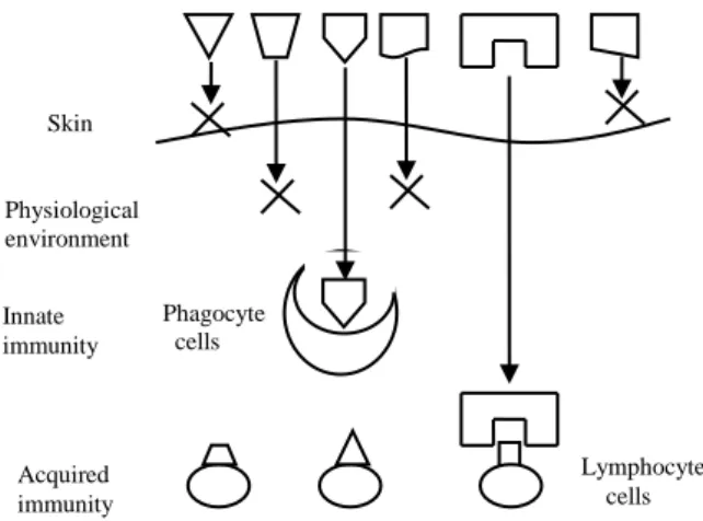 Figure  1:  Hierarchical  defence  structure  of  biological  immune system. 