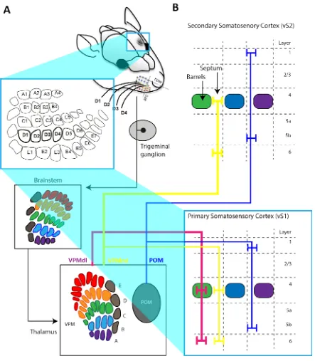 Figure 1. Schematic representation of the trigeminal-thalamo cortical whisker pathway