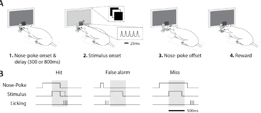 Figure 2 Schematic representation of the detection task. A. The rat initiated a trial by nose poking into the aperture while touching the mesh plate with its whiskers (1)