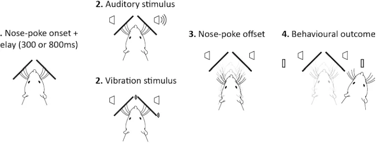 Figure 9. Schematic representation of the forced choice discrimination task. The rat initiated a trial by nose poking into the aperture (1)