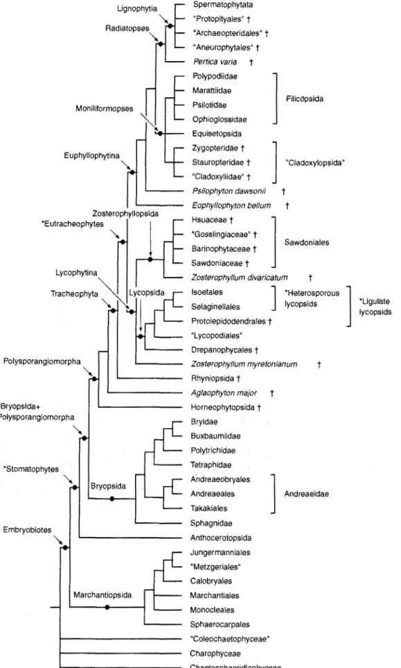 Fig.  1.  Cladogram showing  hypothesized  relationships  for  all  major  taxa  between  Charophyceae and  seed  plants  for  comparison  with  the classifications  in  Tables  5-7