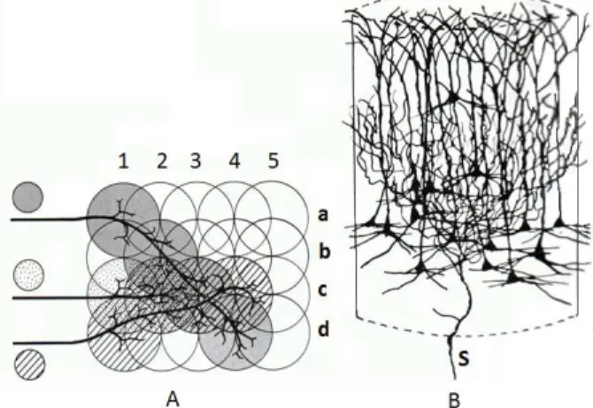 Figure  1:  Microstructure  of  synaptic  domains  in  cortex[1].  Overlapping  line  detectors  (vertical  and  horizontal circles )  combined to represent a stimulus (A)  and  interacting  polarizations  producing  the  dendritic  fields (B)