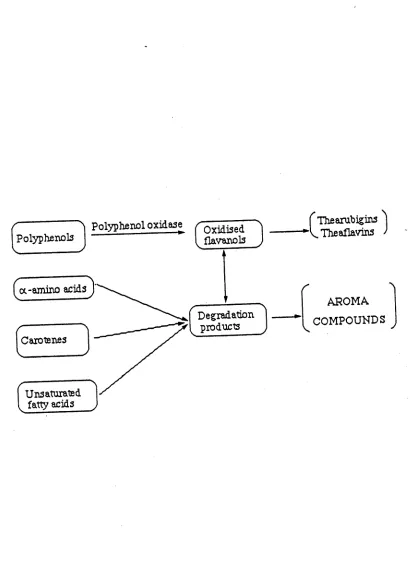 Figure 1-1: Flow chart of biochemical changes duringtea manufacture