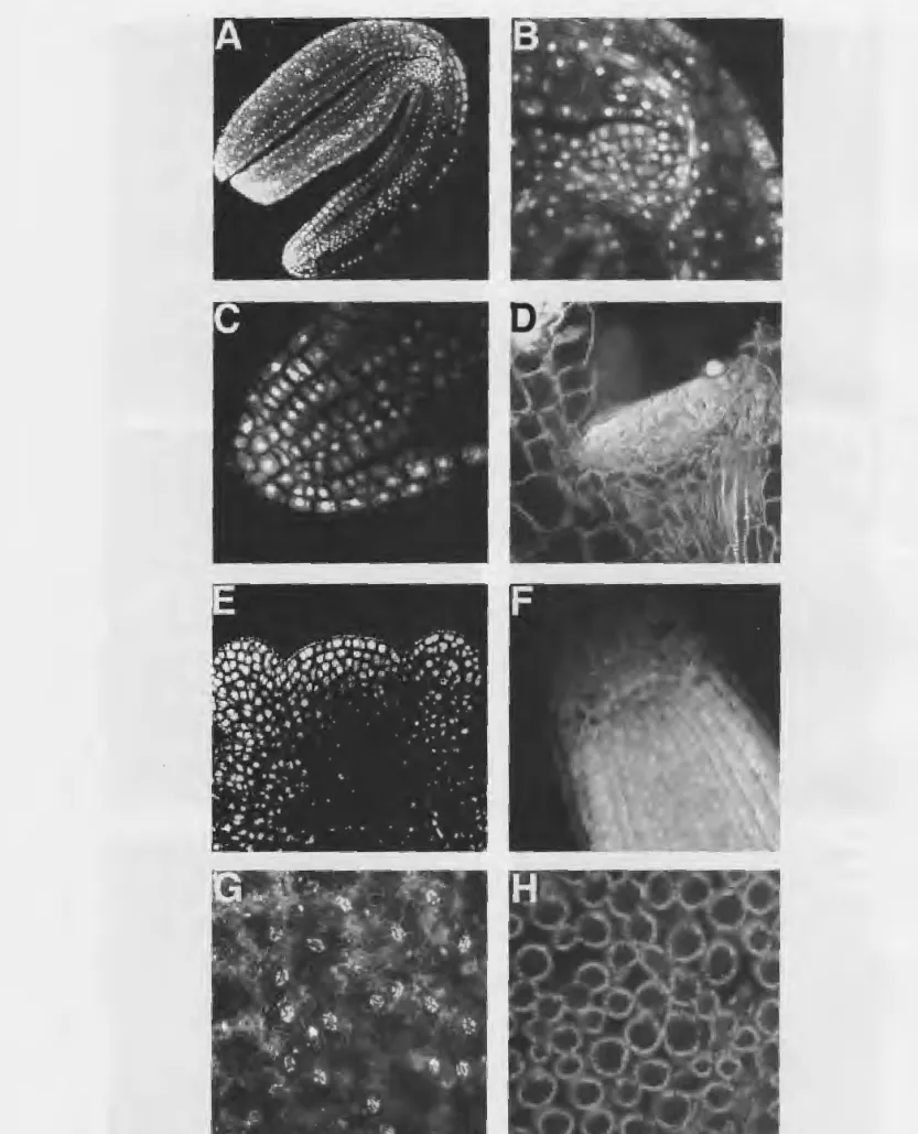 Fig.  2.  Examples of wild  type Arabidopsis thaliana  tissues  that can be examined using  confocal microscopy.-A