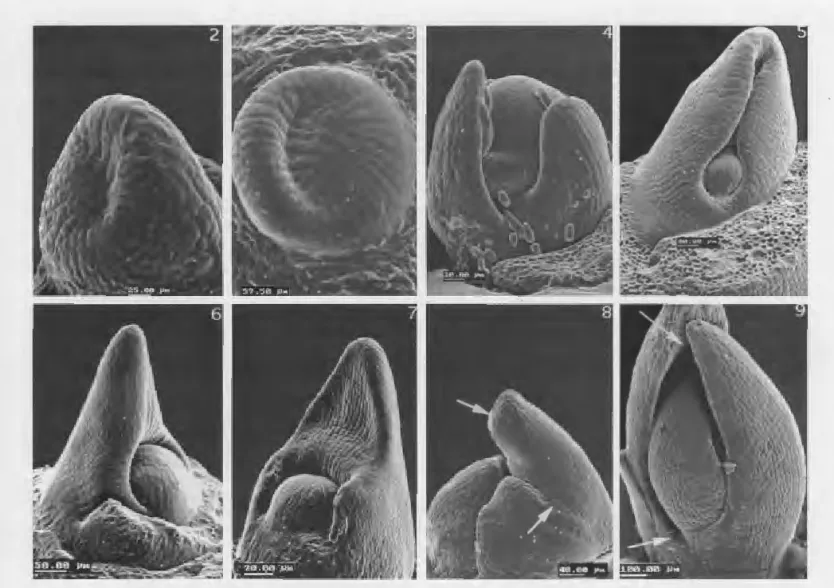 Fig.  2-9.  SEM  pictures of leaf primordia at plastochrons one through  five  (pl-p5).-2
