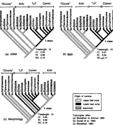 Fig.  10.  Parsimony  optimization  of leaf developmental  charac- charac-ter,  origin  of lamina
