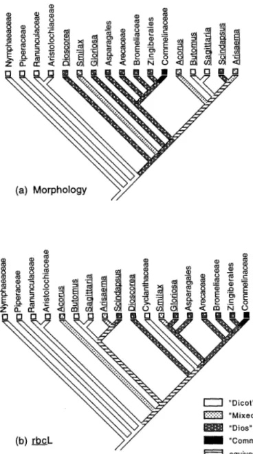 Fig.  11.  Parsimony optimization of combined leaf developmen- developmen-tal  character,  Vorlliuferspitze