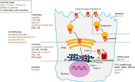 Figure 3 Overview of the most advance CFTR modulators in preclinical and clinical studies, with regard to the class of CFTR mutations and the primary defect of the corresponding mutant protein.Abbreviations: CFTR, cystic fibrosis transmembrane conductance regulator; PTC, premature termination codon; EGCG, epigallocatechin gallate; ER, endoplasmic reticulum; Ub, ubiquitin; mRNA, messenger RNA.