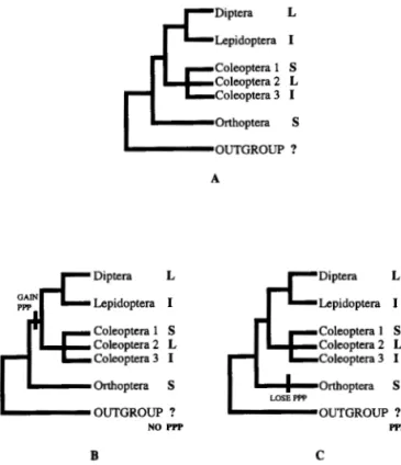 Fig.  4.  A.  The phylogenetic  distribution  of long-,  short- and  in- in-termediate-germ-band  modes  of  development  among  Diptera,   Co-leoptera,  Orthoptera  and  Lepidoptera  are  shown