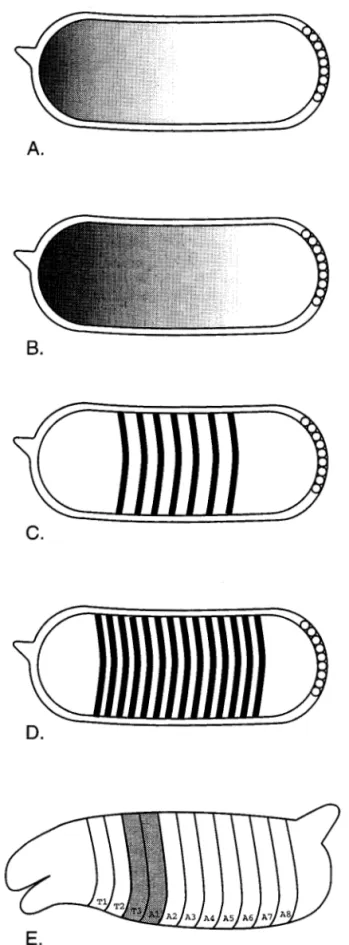 Fig.  1.  Schematic  drawings  of antibody  and  in  situ  staining  of  Drosophila  melanogaster embryos  to  show  the embryonic  location  of gene products from the five  classes of genes in the developmental  hierarchy