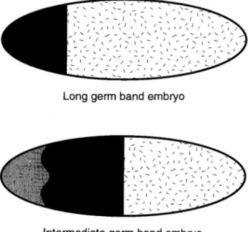 Fig.  2.  Schematic  representation  of  a  long-germ-band  embryo  (top), an intermediate germ-band embryo (middle) and a  short-germ-band  embryo  (bottom)