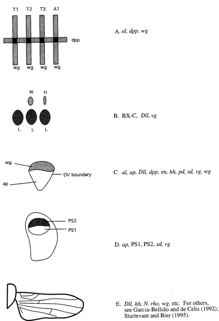 Fig.  3.  Cartoons  of the  five  stages  involved  in  the  determination  of the  secondary  developmental  fields  of the  wing  redrawn  after  Williams  and  Carroll  (1993)