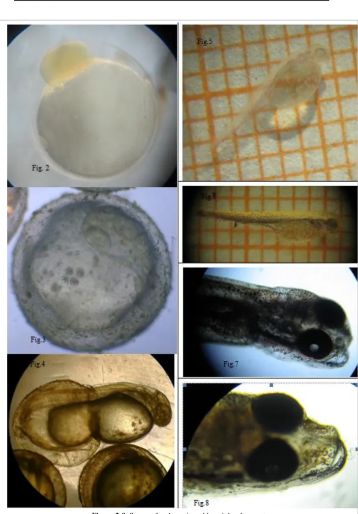 Figure 2-8. Stages of embryonic and larval development 