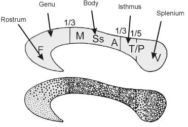 Figure 1-4. Cross-section of the human corpus callosum indicating the representation of different cortical 