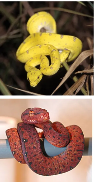 Figure 1. The three colour morphs of 