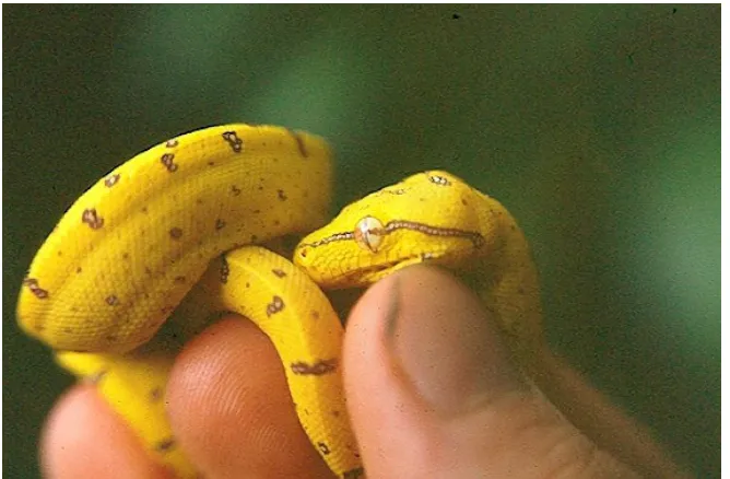 Figure 5. The smallest individual caught during fieldwork. Thirteen grams and 33 