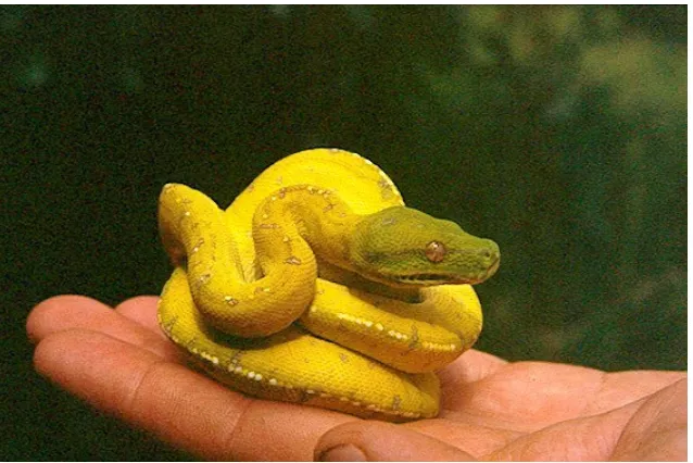 Figure 10. Individual in the process of changing colour from yellow to green. 