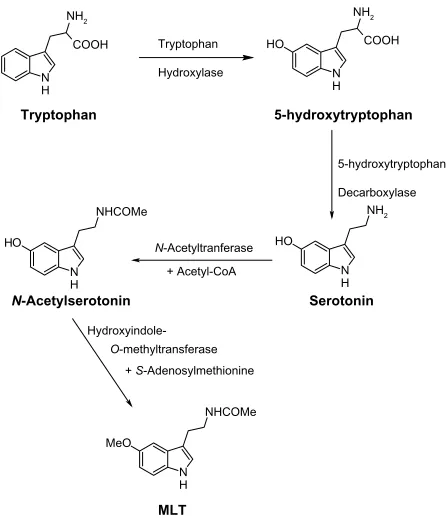 Figure 1 Biosynthetic pathway of melatonin (MLT).