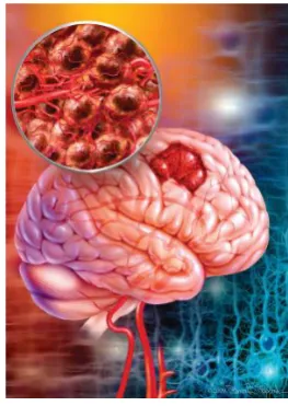 Fig 1: Brain structure image 