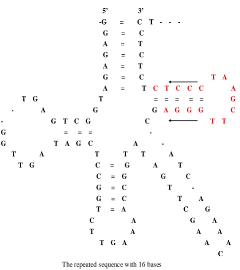 Figure 1. The location of the most repeated sequence in the secondary structure of tRNA sequences