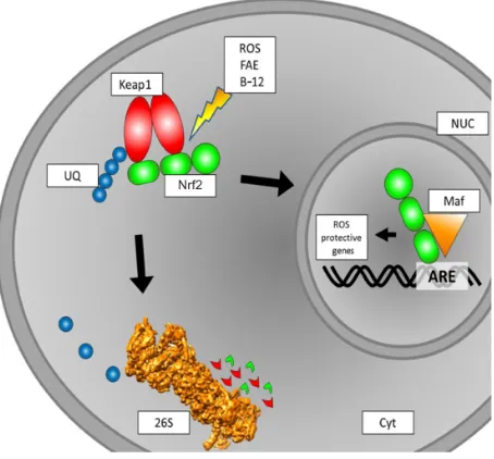 Figure 1 Schematic overview of intracellular Nrf2 turnover. Under physiological conditions, Nrf2 binds to a Keap1 dimer