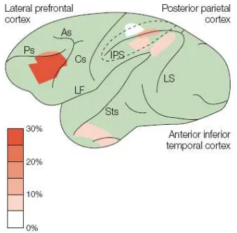 Fig. 4. Lateral view of a monkey brain that 