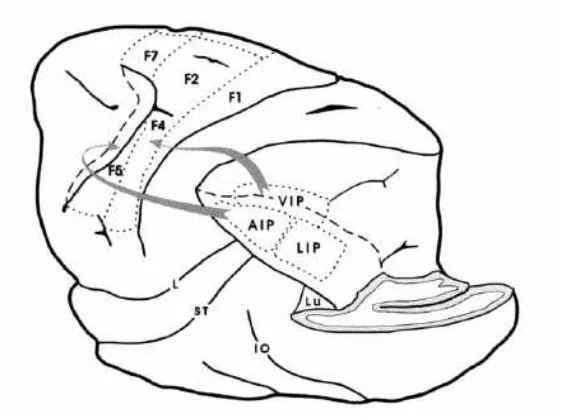 Fig. 13. Parietal projections from areas located in the lateral bank and in the fundus of the intraparietal sulcus in the macaque monkey