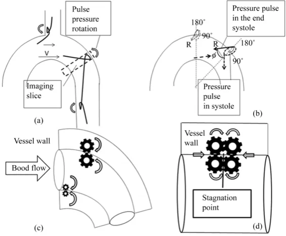 Figure 6. (a) Surface wave rotation at the wall of the aortic arch and arterial branching sites