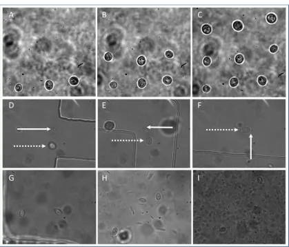 Figure 8: Setting up co-culture, A-C: the creation of a 3x3 array of yeast cells, D-F: a single yeast 