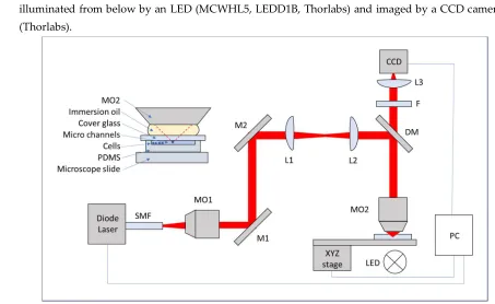 Figure 1. Optical tweezers. The beam emitted from the laser via a single mode fibre (SMF) is collimated by a 10x microscope lens (MO1)
